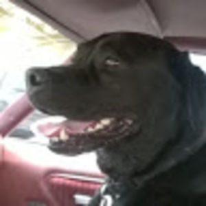 Meet your Posher, Dave